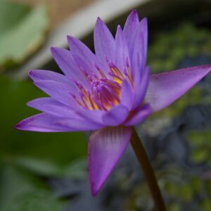 Blue Lotus Tincture